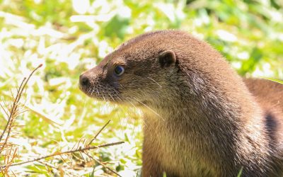 UK Wild Otter Trust