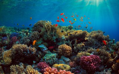 Reef World Foundation
