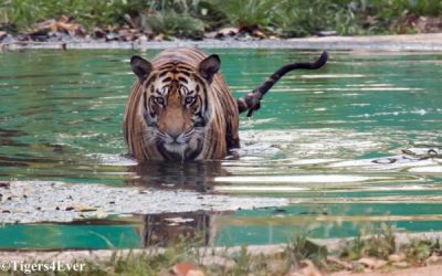 Tigers4Ever