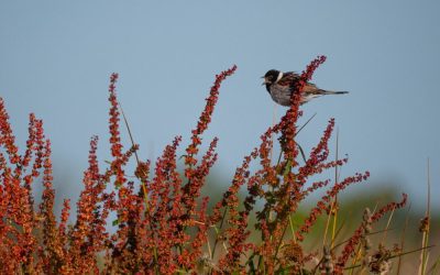 Somerset Wildlands