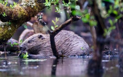 Heart of Argyll Wildlife Organisation