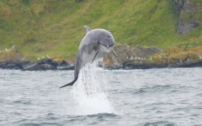 Cetacean Research & Rescue Unit