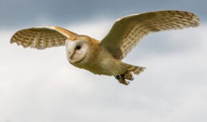 A Barn Owl in flight against a cloudy sky