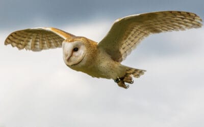 Wirral Barn Owl Trust