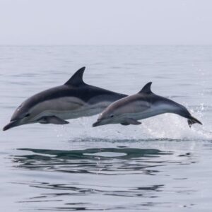 two dolphins jump out of calm seas