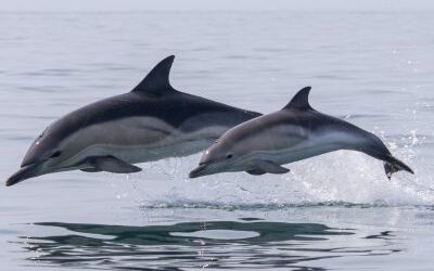 Sussex Dolphin Project