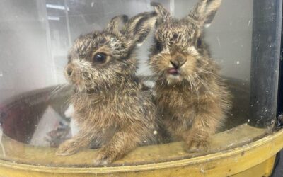 Brinsley Animal Rescue