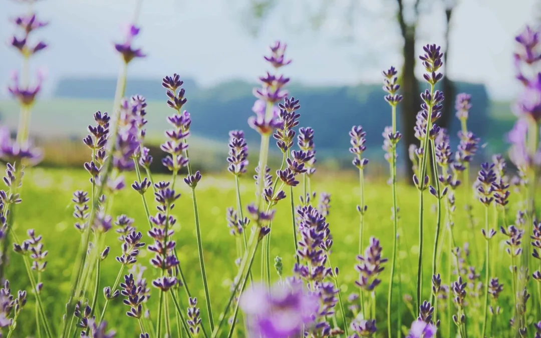 Rewilding activity in the Scottish borders