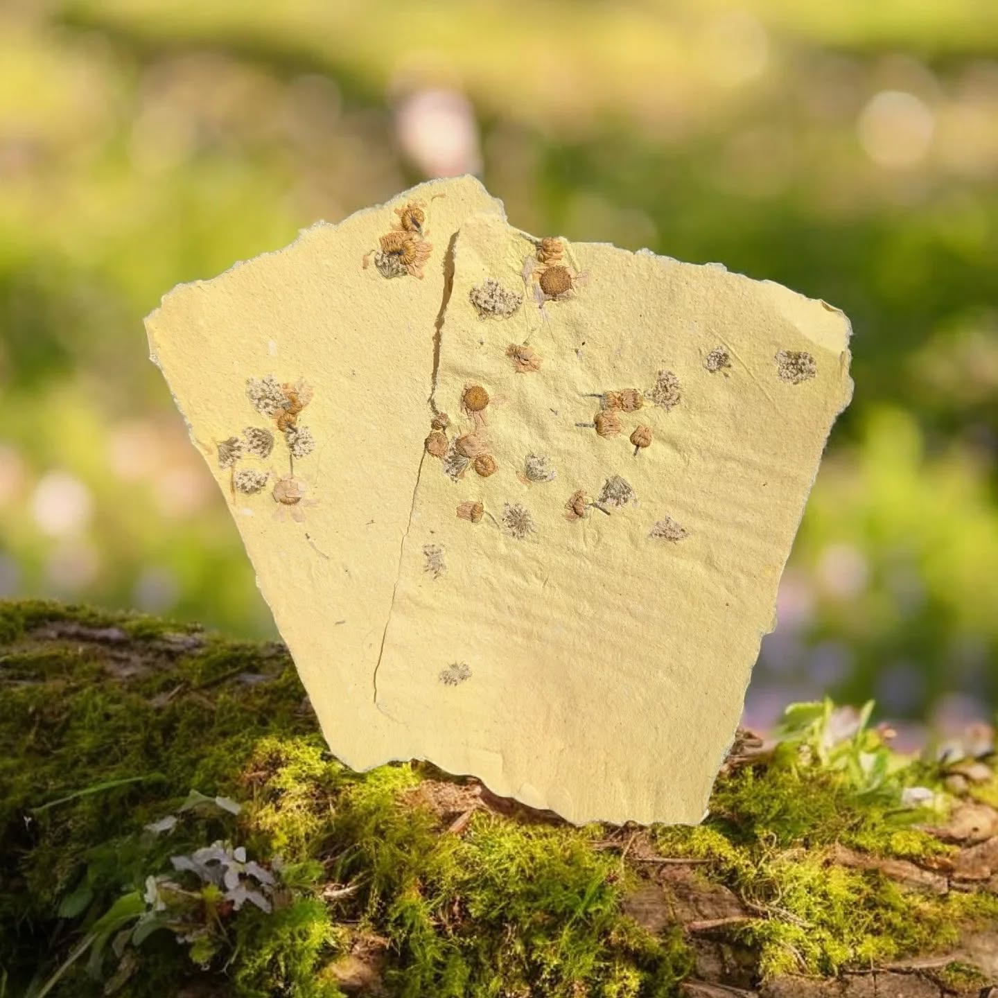 Wild Plant Paper CIC Wild Plant Paper CIC supplies handmade paper in Wales