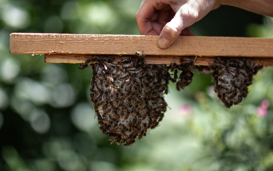 Close-up of a beehive frame at the Bees & Refugees nature therapy project in Kent