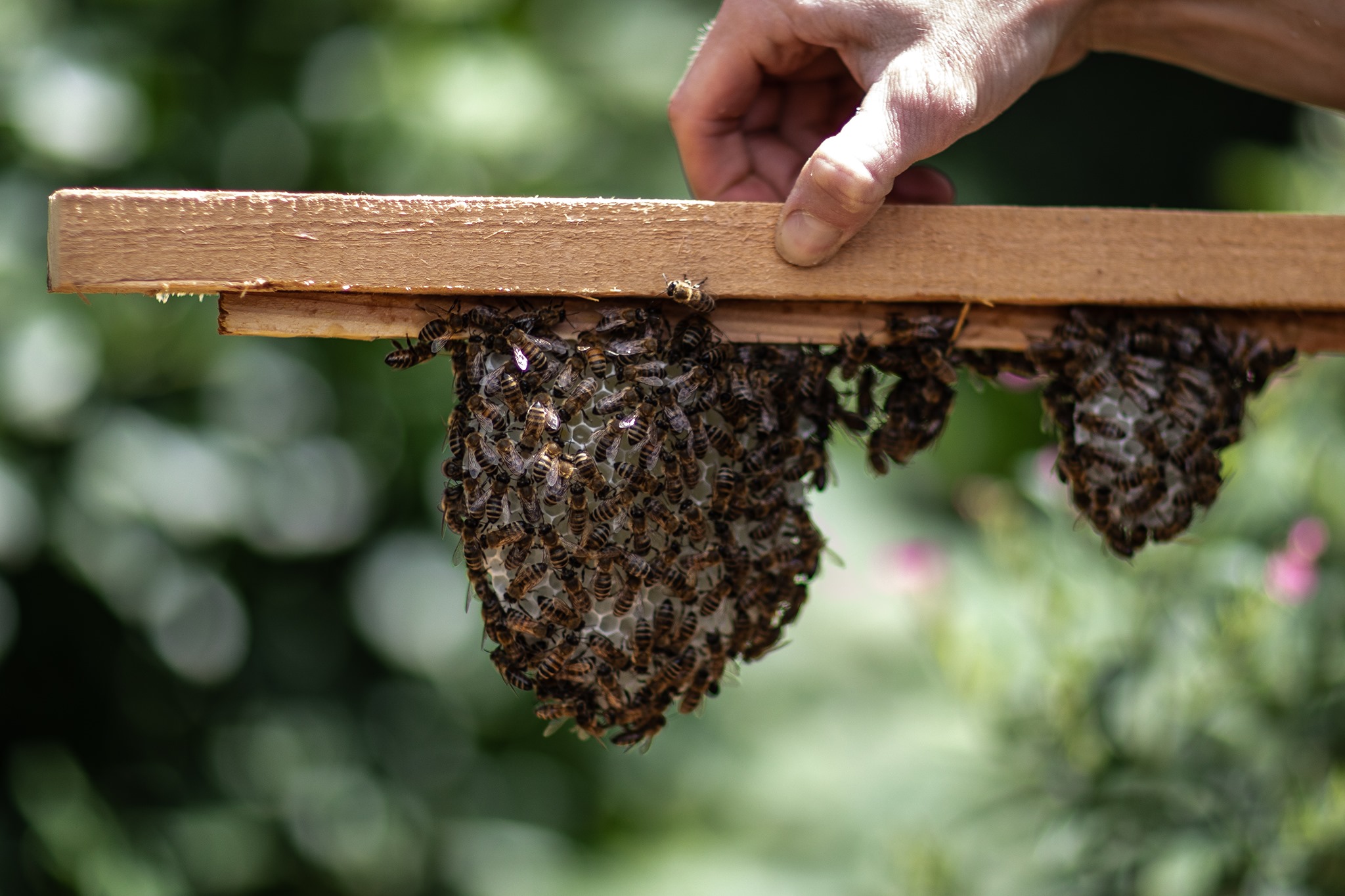 Close-up of a beehive frame at the Bees & Refugees nature therapy project in Kent