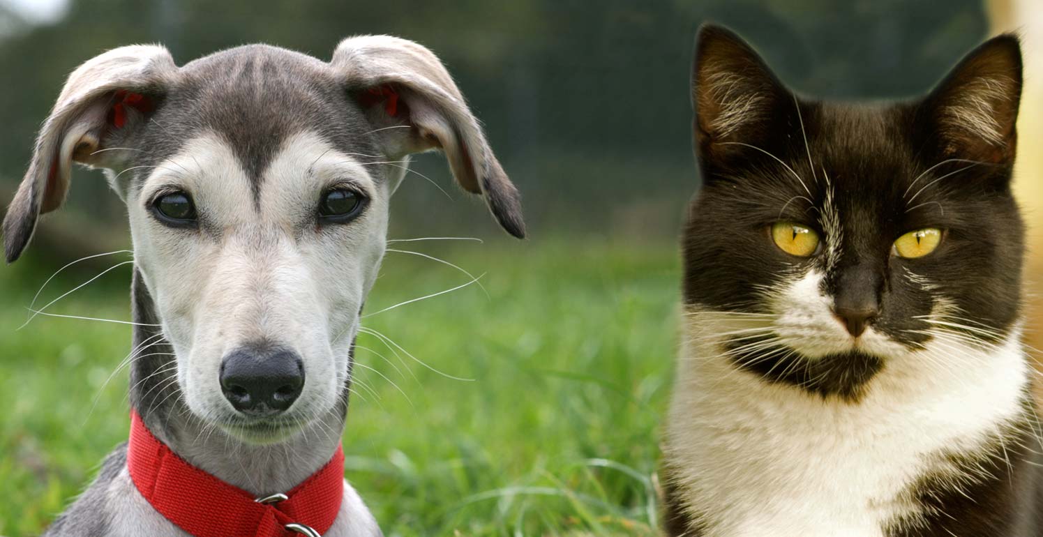 New-Homepage a cat and a dog at an animal rescue centre in Derbyshire