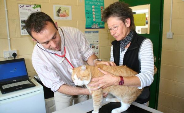 Treatment-Room-600×371 a cat receiving vetinarary treatment at Ashbourne animal rescue centre in Derbyshire