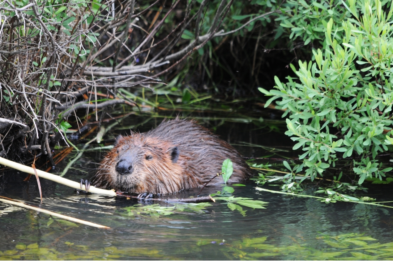 beaverstockphoto
