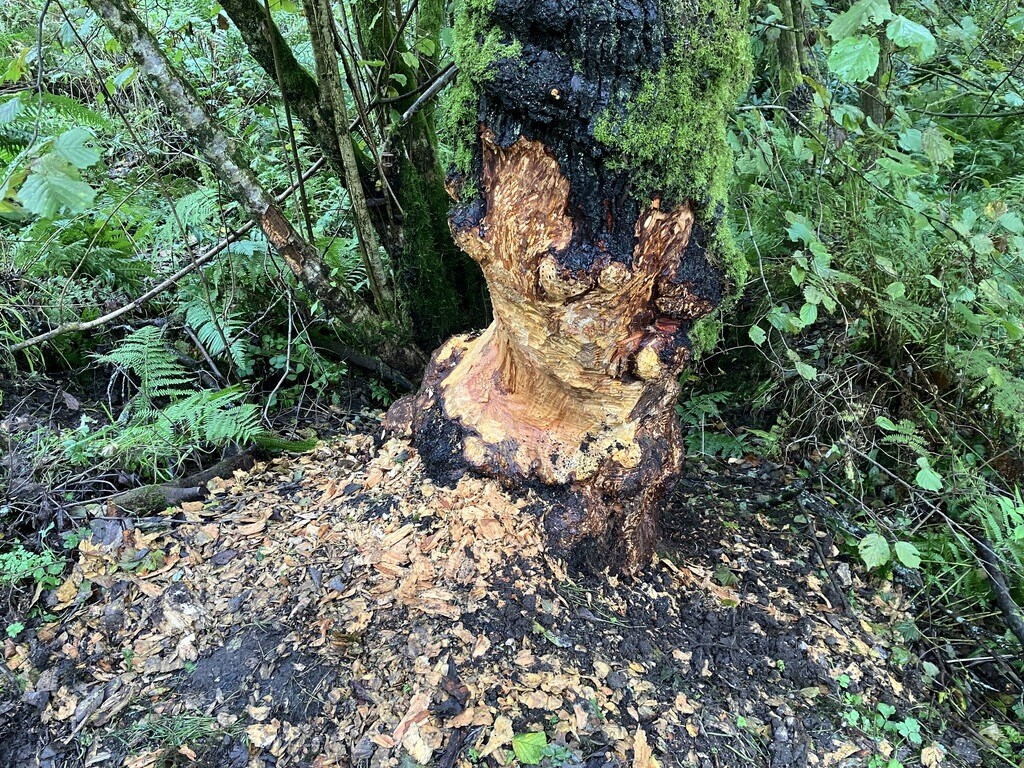 large-496F6560-C53D-4147-BC3F-78F2794FEFD2_1_105_c damage to trees from Beavers at Otterhead nature reserve, Somerset
