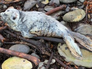 Injured grey seal pup on a beach, representing seal rescue in the Highlands