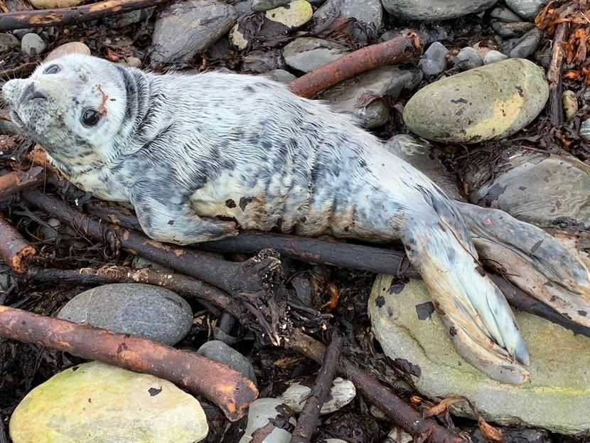 Injured grey seal pup on a beach, representing seal rescue in the Highlands