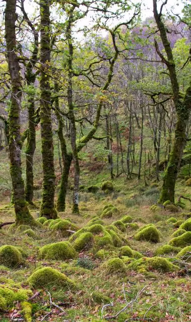 5 Native woodland floor representing rainforest restoration in Wales