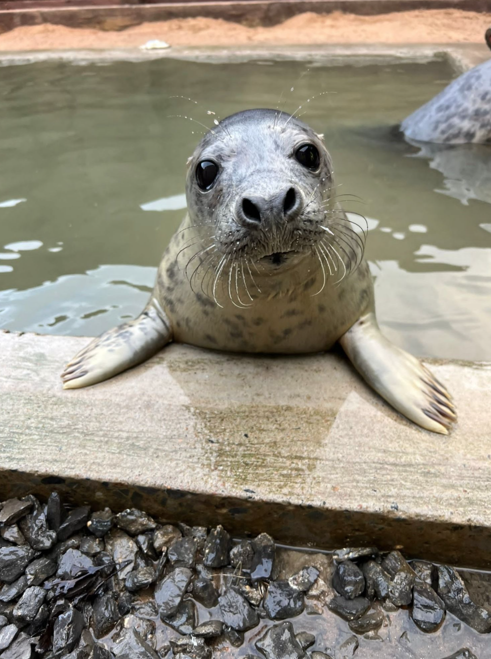 Screenshot 2026-09-30 110001 Rehabilitated seal pup released back to the sea by Caithness Seal Rehab & Release, seal rescue in the Highlands