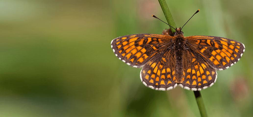 banner_athalia butterfly in nature