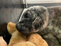 e4a7060b10db83a8c294db1b3cb2eb7cde66953a Rehabilitated seal pup released back to the sea by Caithness Seal Rehab & Release, seal rescue in the Highlands