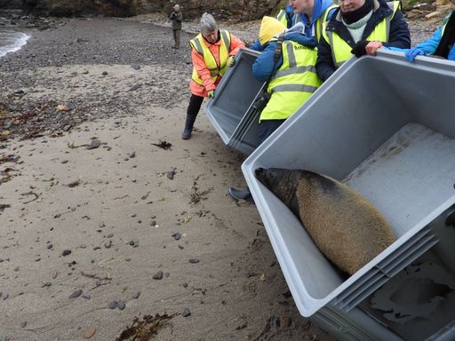 f2f541fd5f8d7a25f4312fdc185b5f7e74885d6f Rehabilitated seal pup released back to the sea by Caithness Seal Rehab & Release, seal rescue in the Highlands