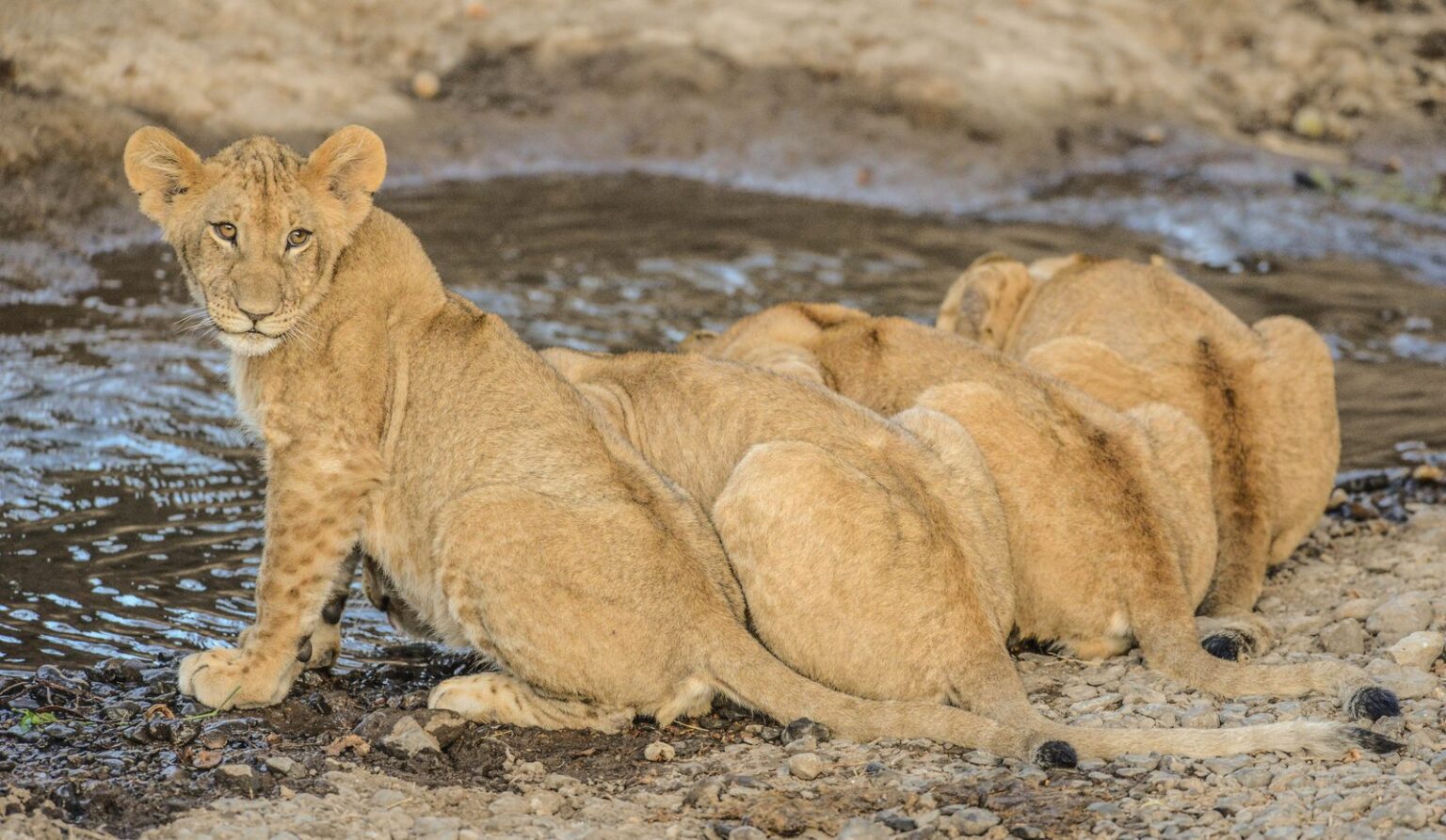 new-martin-fowkes-images-cubs-untitled-6238-2-jpg-1536×893 Lion cubs on the Kenyan savannah, part of lion conservation in Kenya