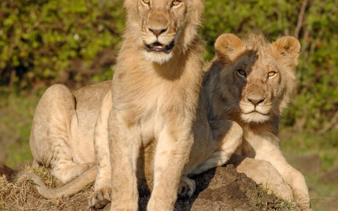 Lions on the Kenyan savannah, part of lion conservation in Kenya