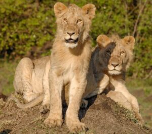 Lions on the Kenyan savannah, part of lion conservation in Kenya