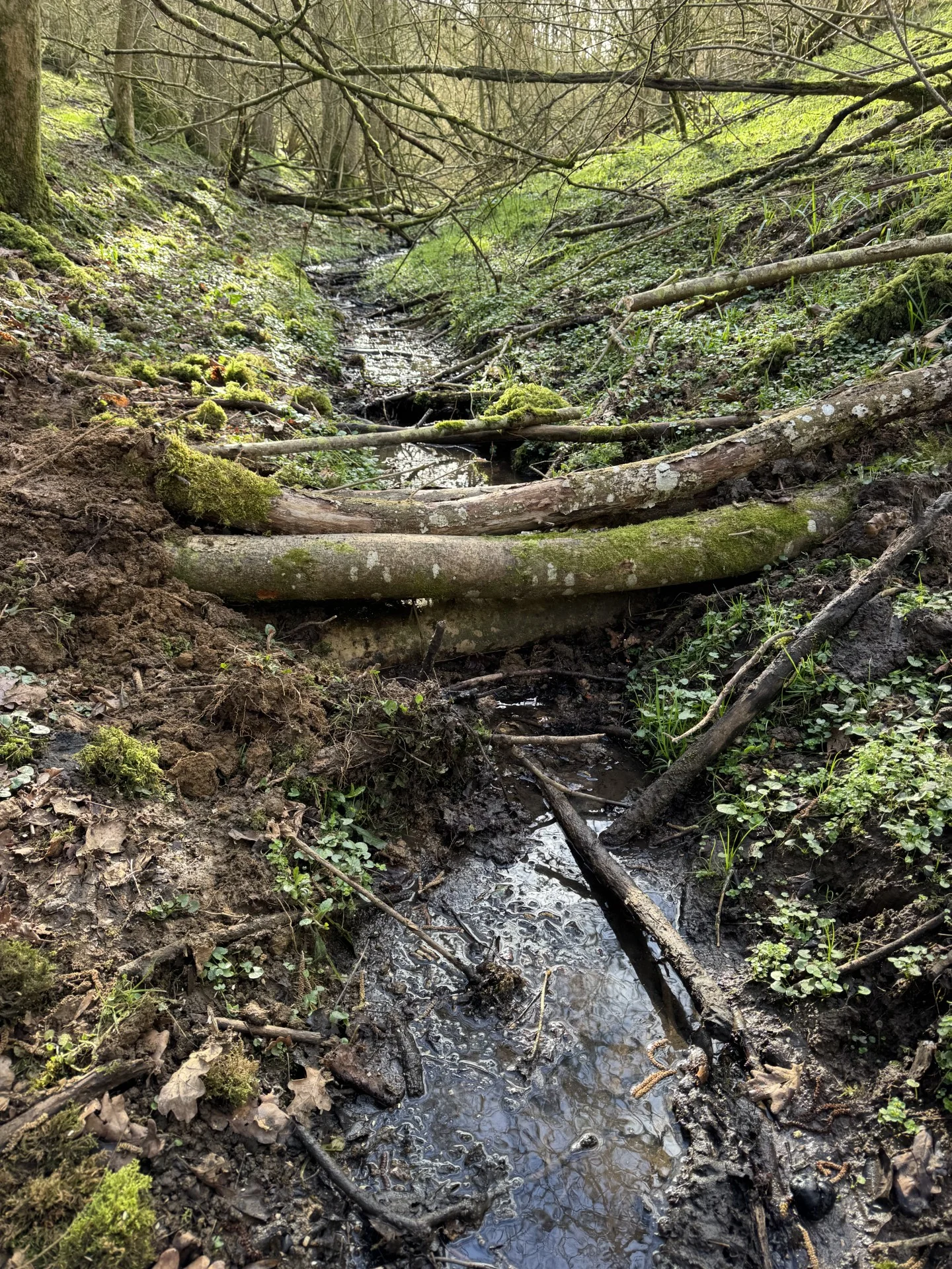 Small-Leaky-Woody-Dam
